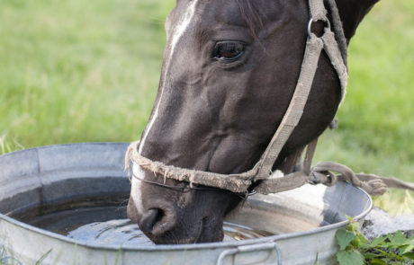 Horse drinking out of a water bucket