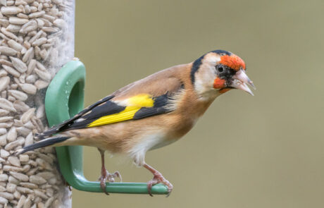 Goldfinch on a bird feeder