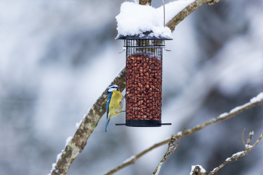 Blue tit at snow-capped bird feeder