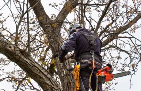 Tree surgeon up a tree